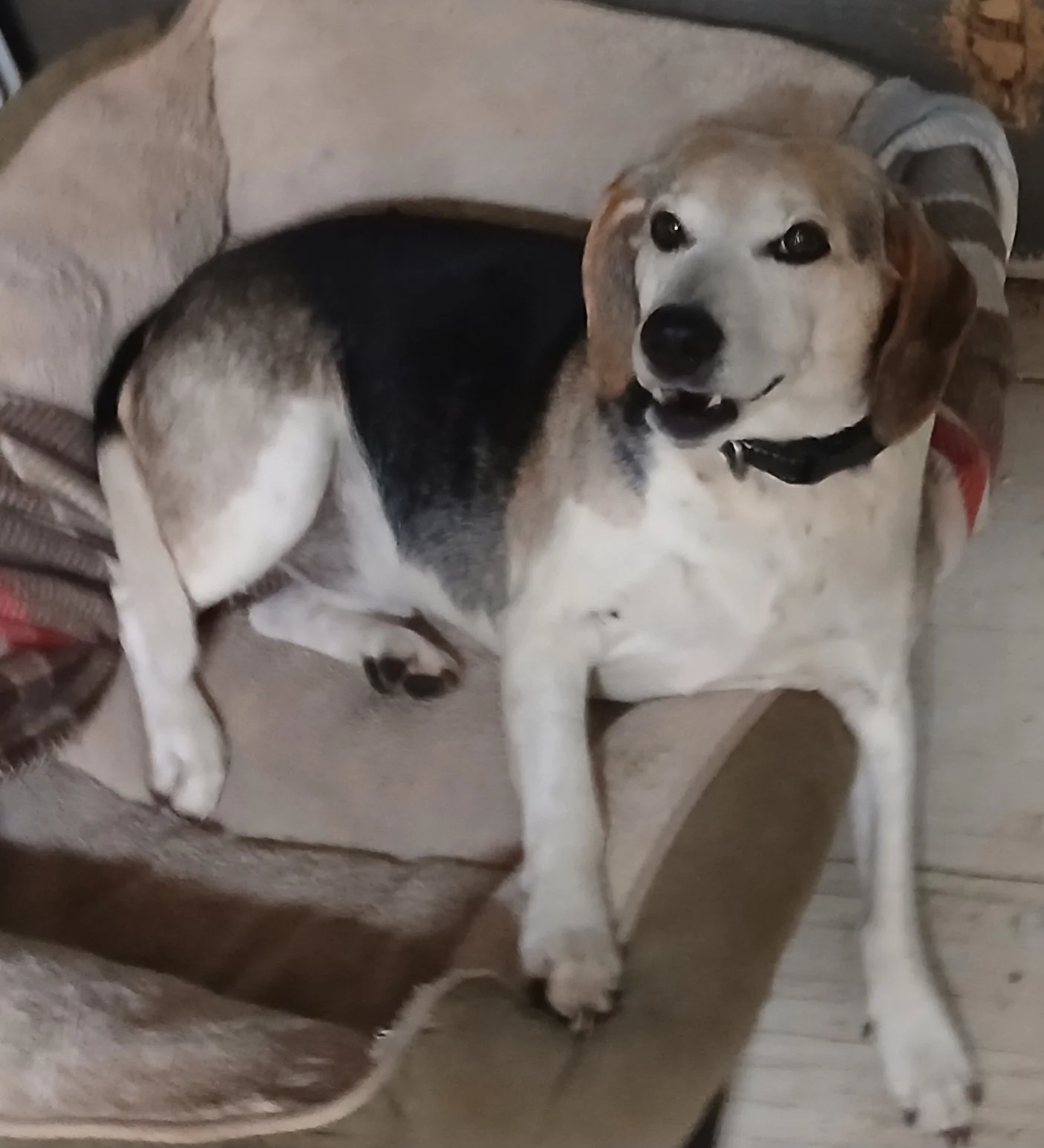 Buddy - an endearing 10+ year old Beagle, who LOVES belly rubs, LOVES his big fluffy bed and he LOVES milkbones!