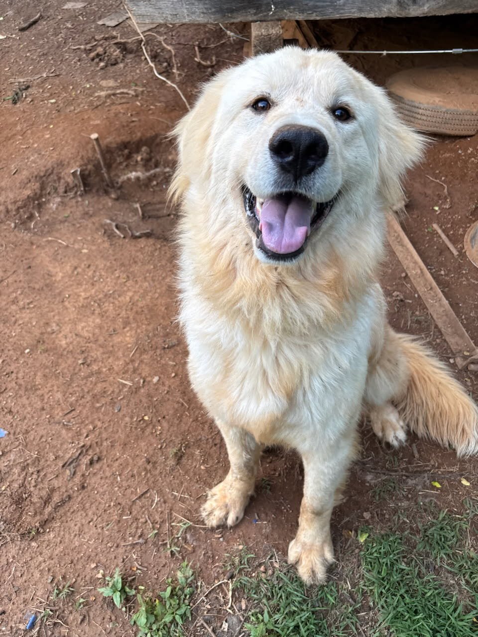 Butch - a beautiful Great Pyrenees/Lab mix, about 11 months old. Butch and his brother, Sonny, were surrendered to Animal Control because their owner could no longer take care of them. Both dogs are very sweet!.