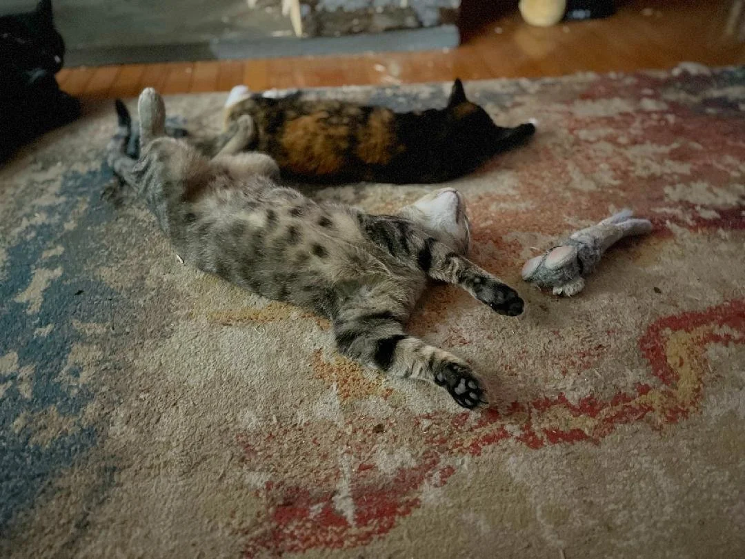 Rex - November 2025 - he is definitely enjoying being an inside cat by the fireplace.  
Rex is with Chaney ( formerly Furrari - June 2023) 
