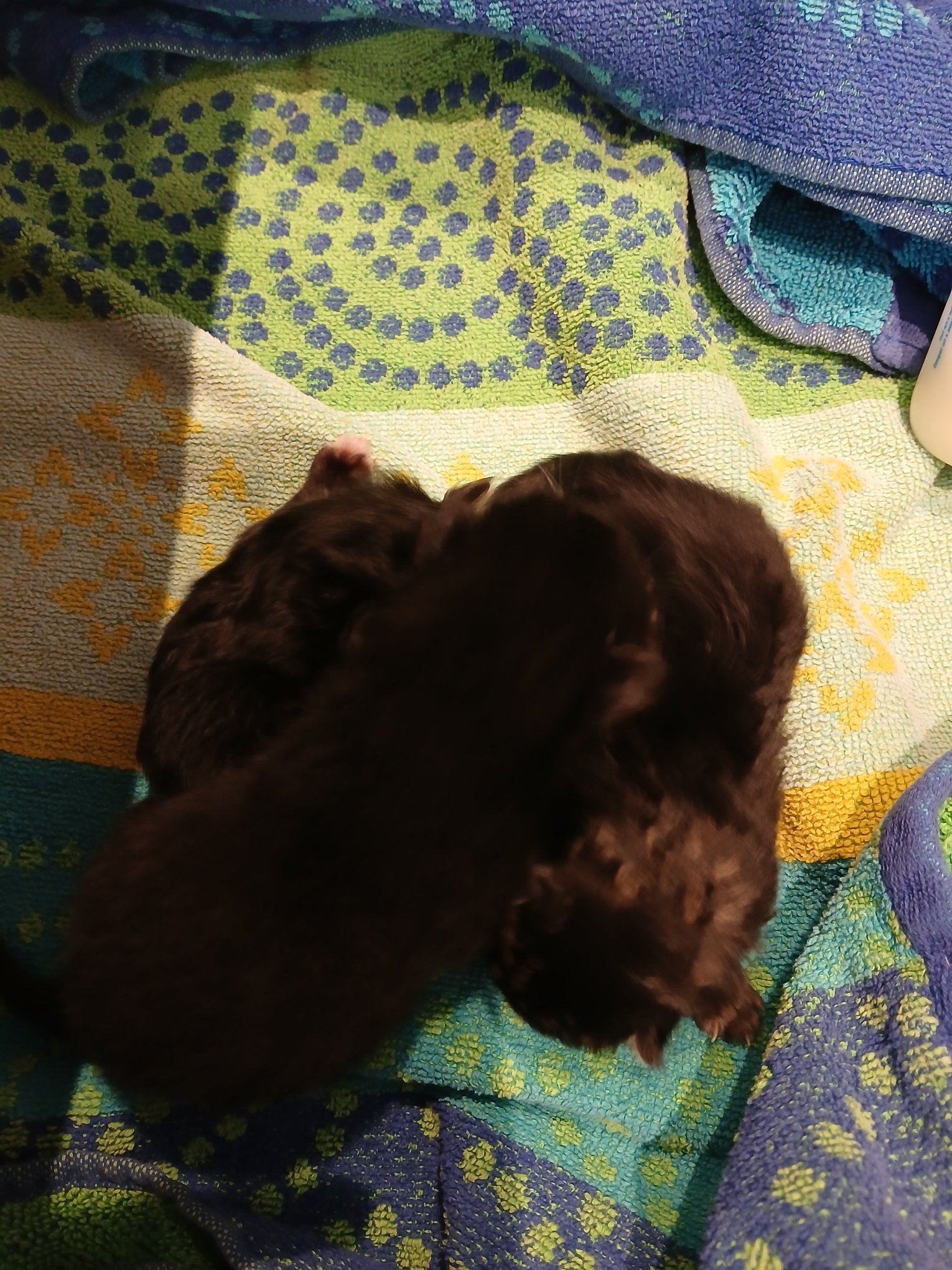 Pansy, Petunia, and Periwinkle: 3 tiny kittens found on a delivery truck. The company called Lovingston Vet when they discovered the kittens, and we agreed to take them. They were only about 7 days old. Our good friend, Georgie Shufran, agreed to
