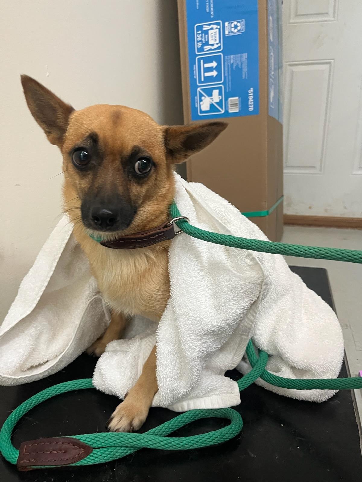 Chiquita: 5 year old momma dog surrendered with her 2 puppies.