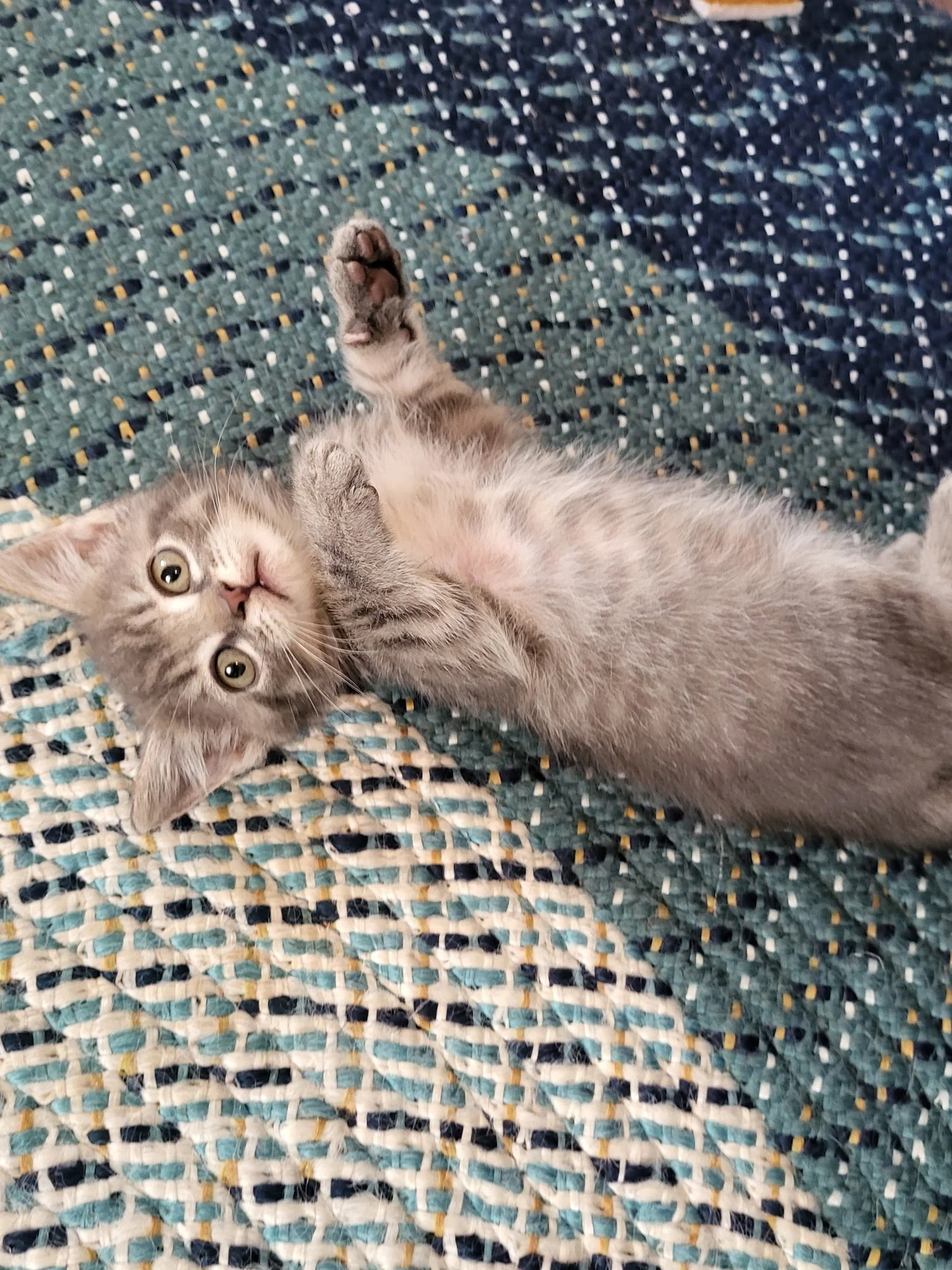 Sesame looking very content!