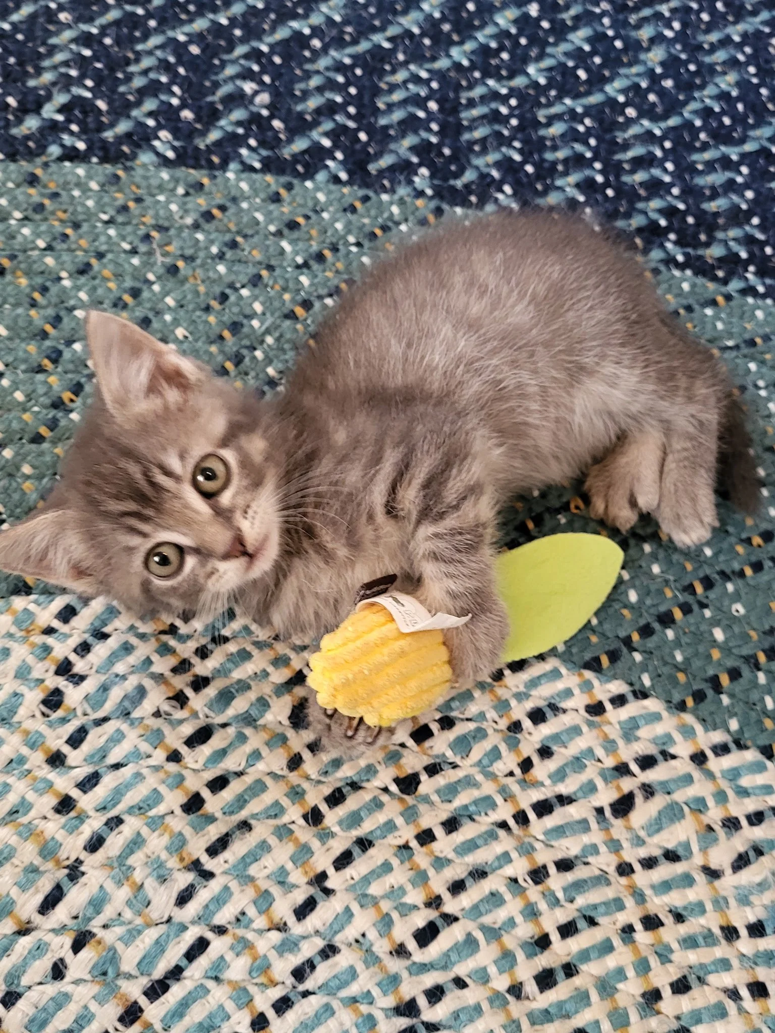 A litter of 5 kittens - barely 6 weeks old - surrendered to Hopeful Hounds- they went straight into a foster home.  Even though they received the best of care, unfortunately the runt, Sassafras, passed away :(
Above is Sesame, a male tabby.