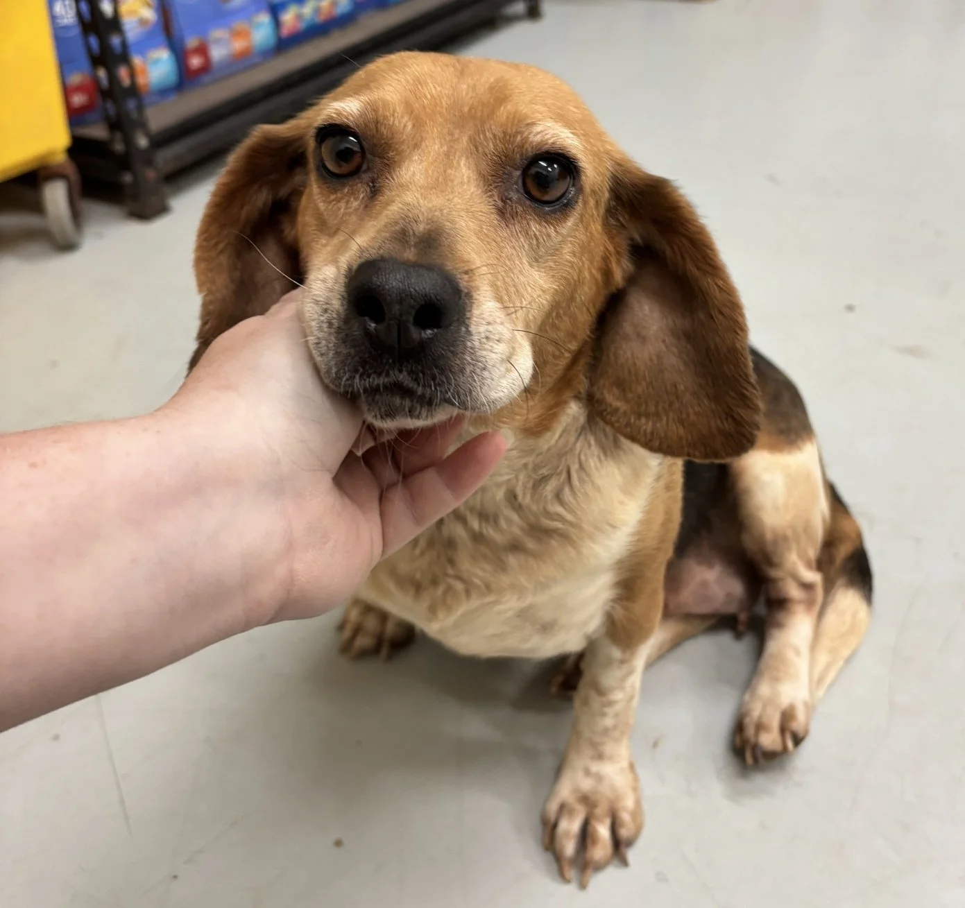 Liza - a sweet, little stray beagle about 6 years old. 