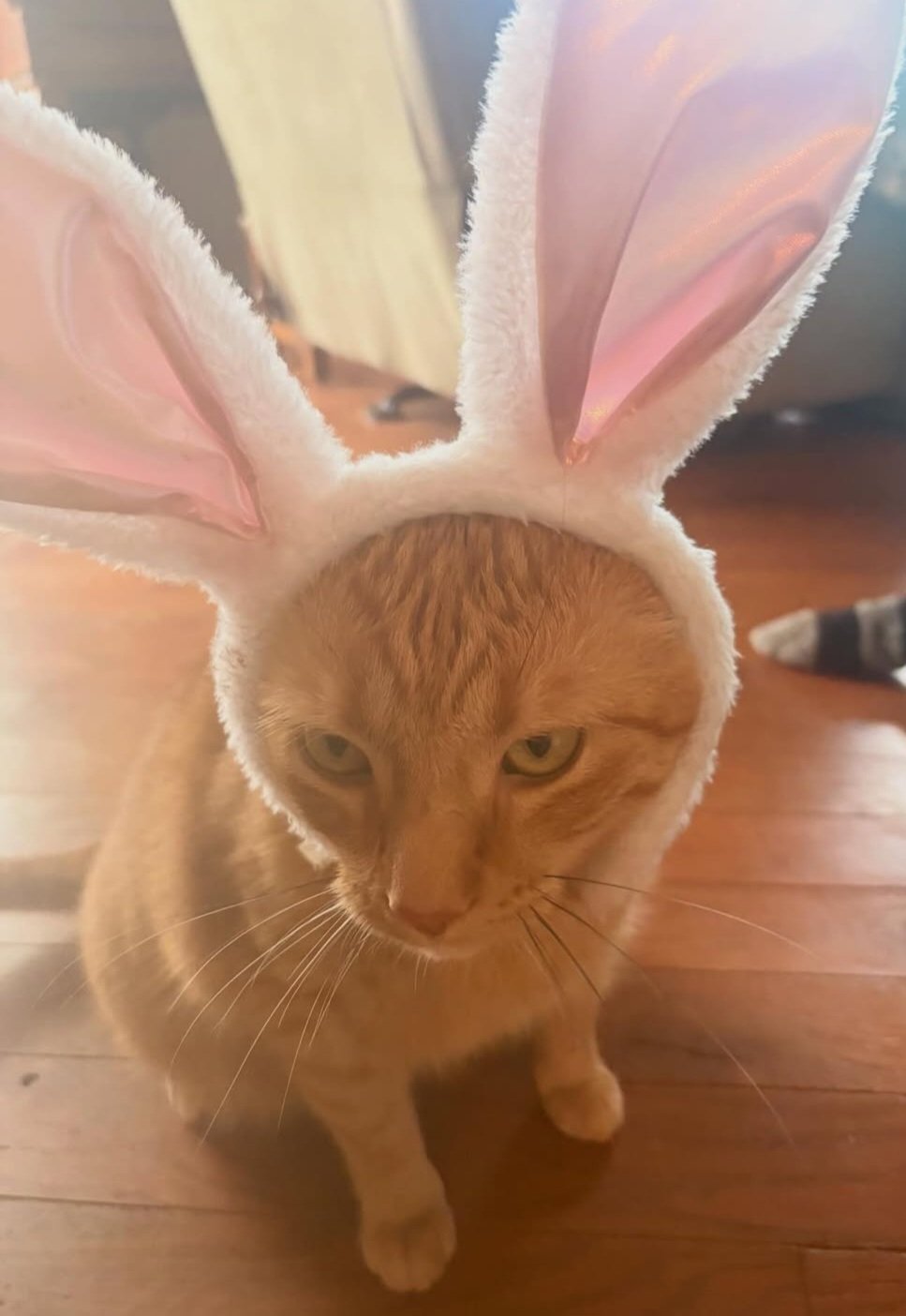 Ranger - November 2021 - Adorable kitty as the Easter bunny! 