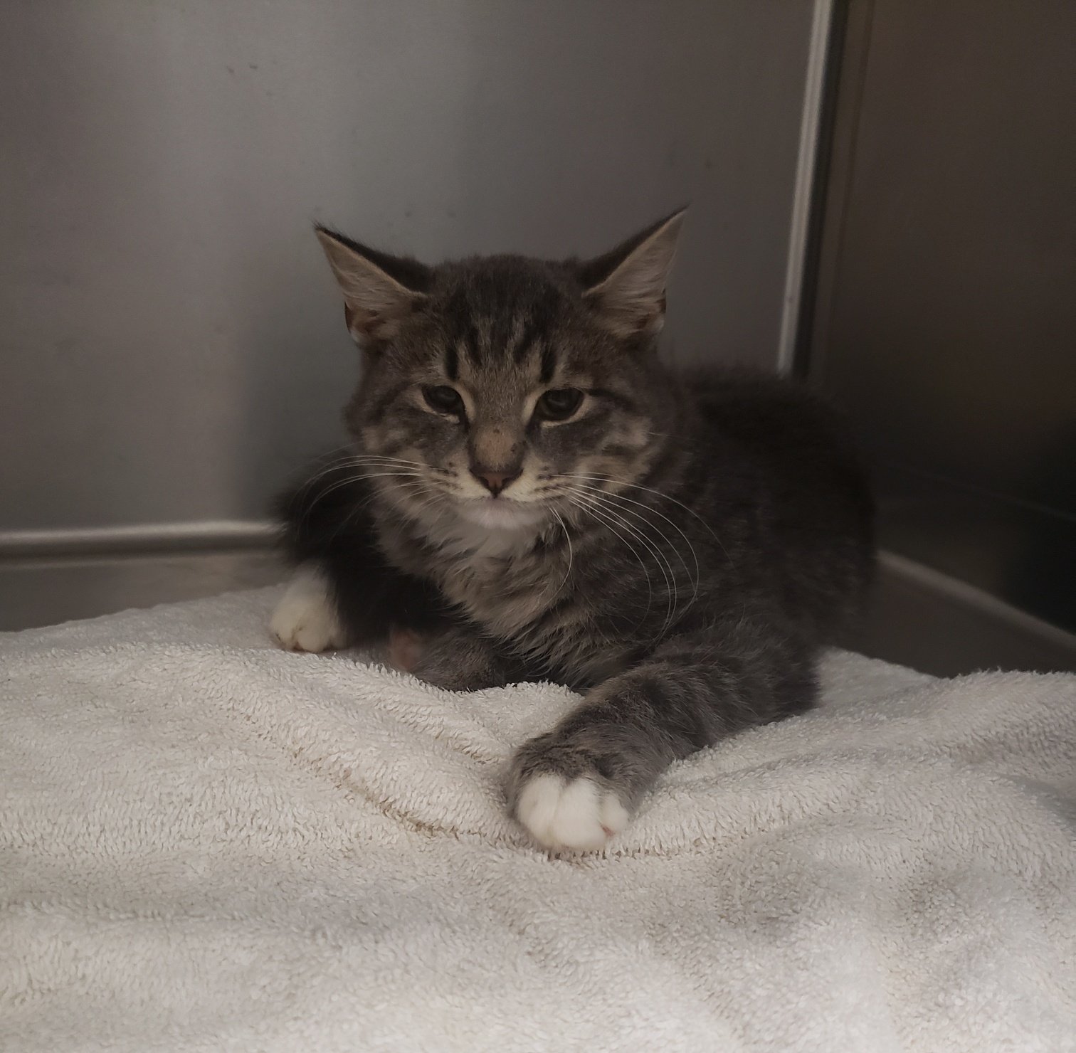 Sherman: Shelly's brother. Both kittens are very sweet!