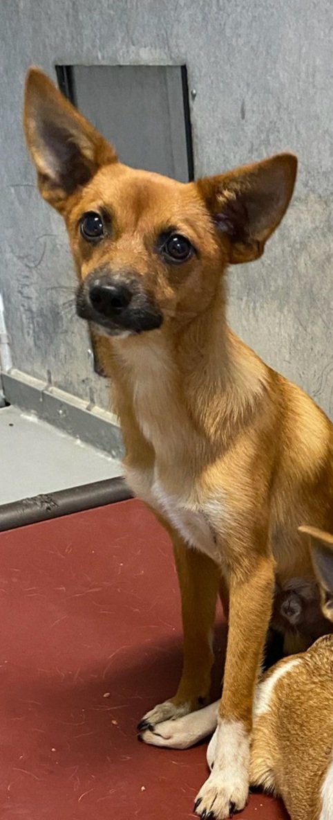 Chester: 7 month Chihuahua mix puppy surrendered with Chiquita, his mom.
