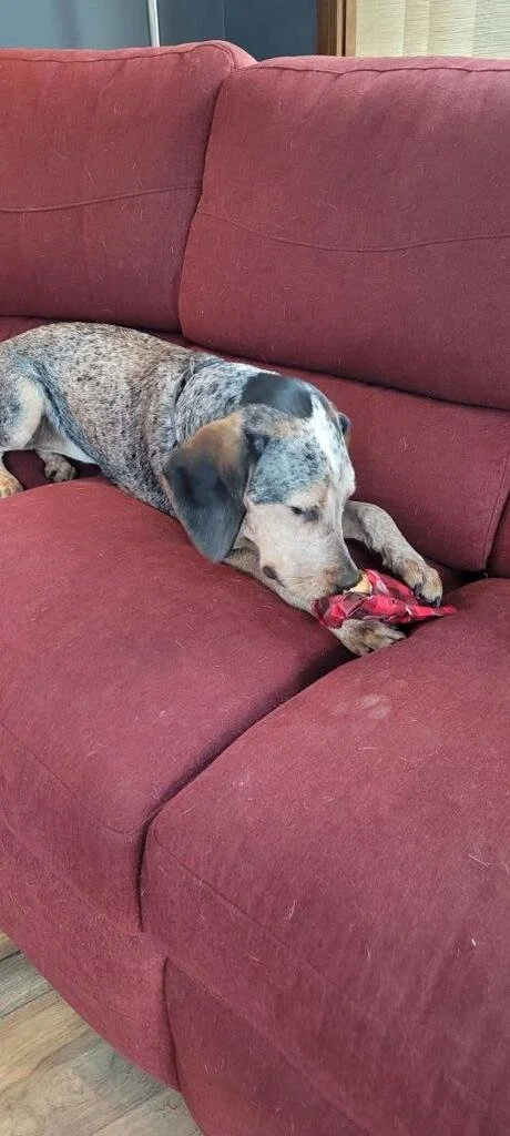 Rosie, enjoying the good life.