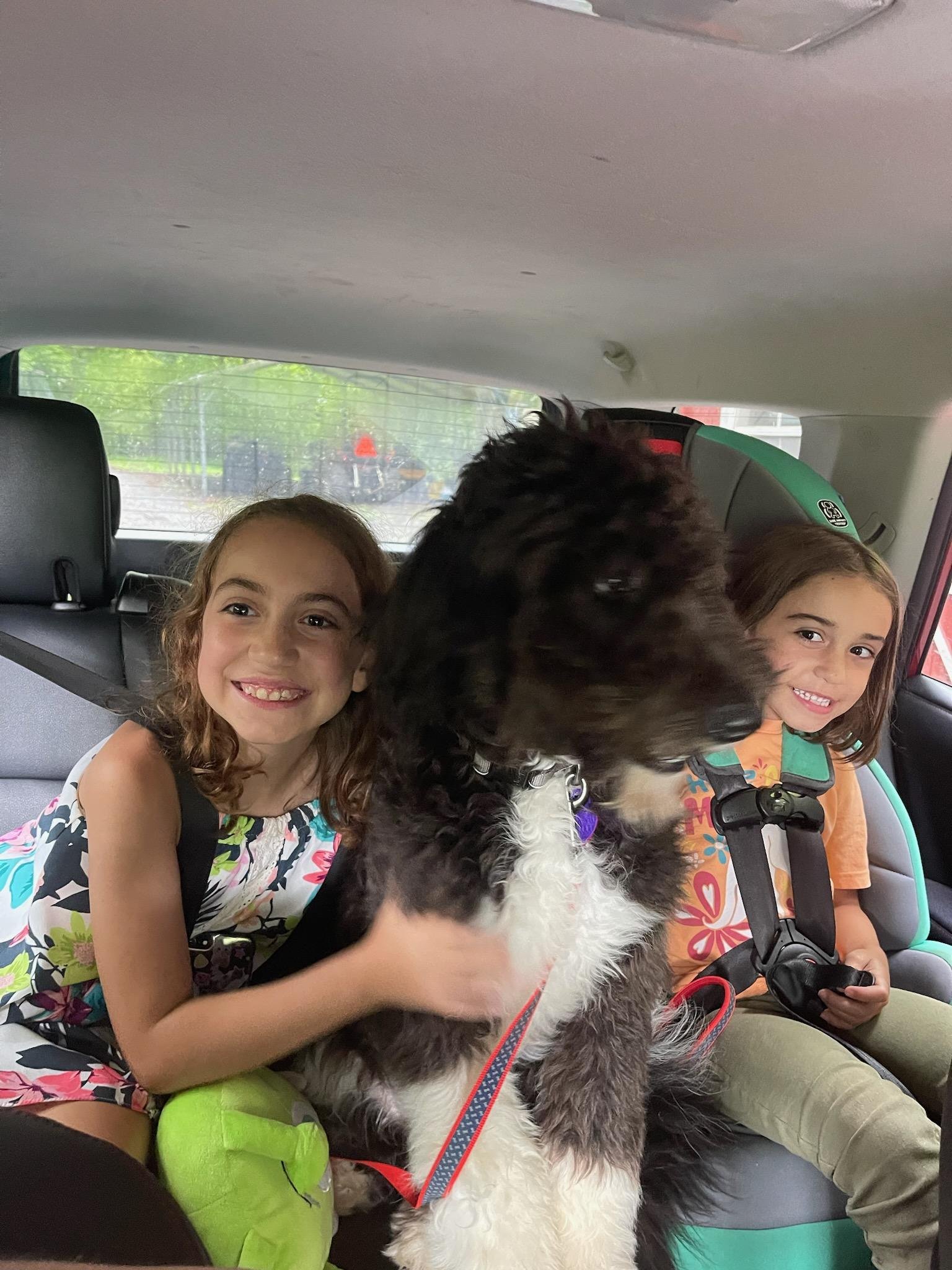 Tilly: Poodle mix 7 months old. Seen with Charlotte and Maggie