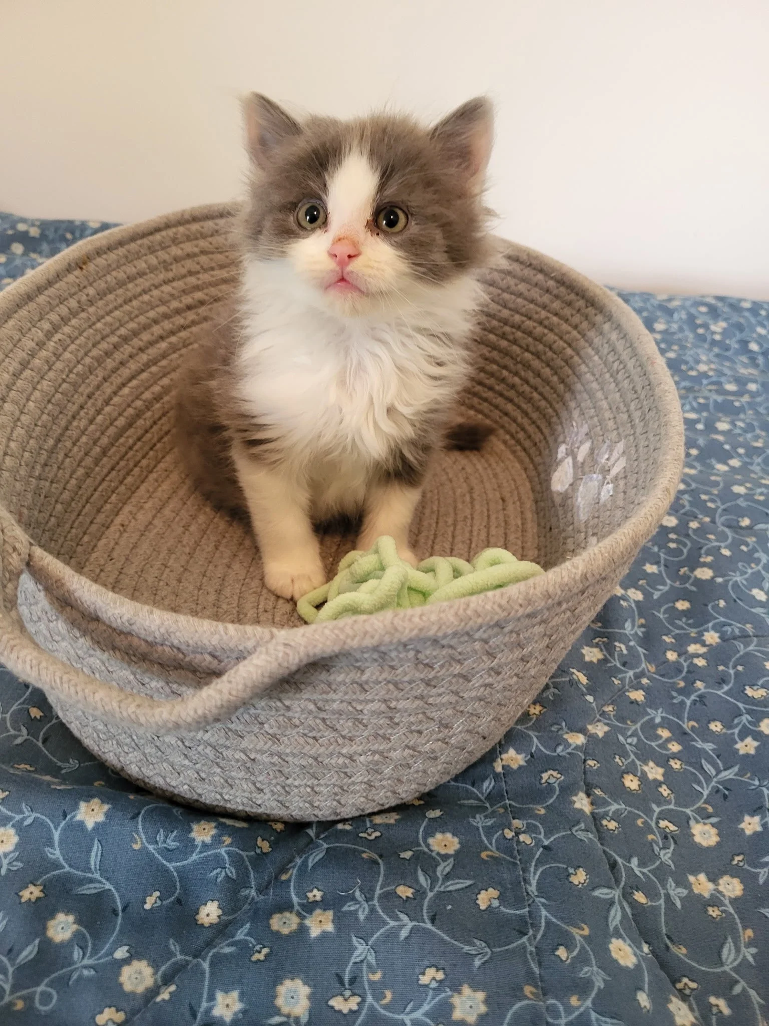 Bonnie Stevens, our kitten foster,  took him home. 