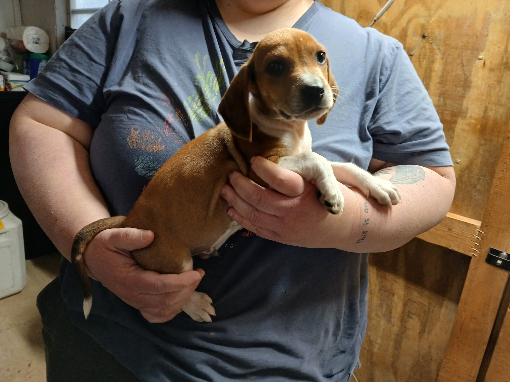 Sycamore: Tina's other puppy. Male, about 7 weeks old. Dad might have been a Beagle!