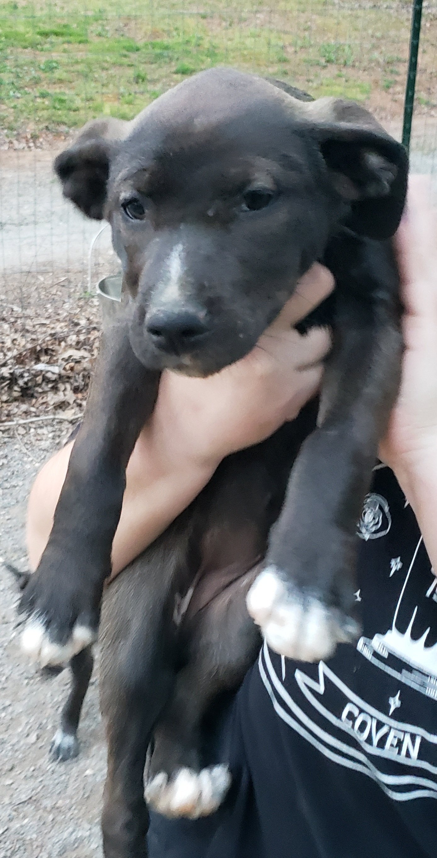Dana: Border Collie/Husky/Lab/Pitbull puppy