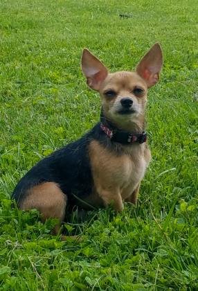 Poochie: Chihuahua