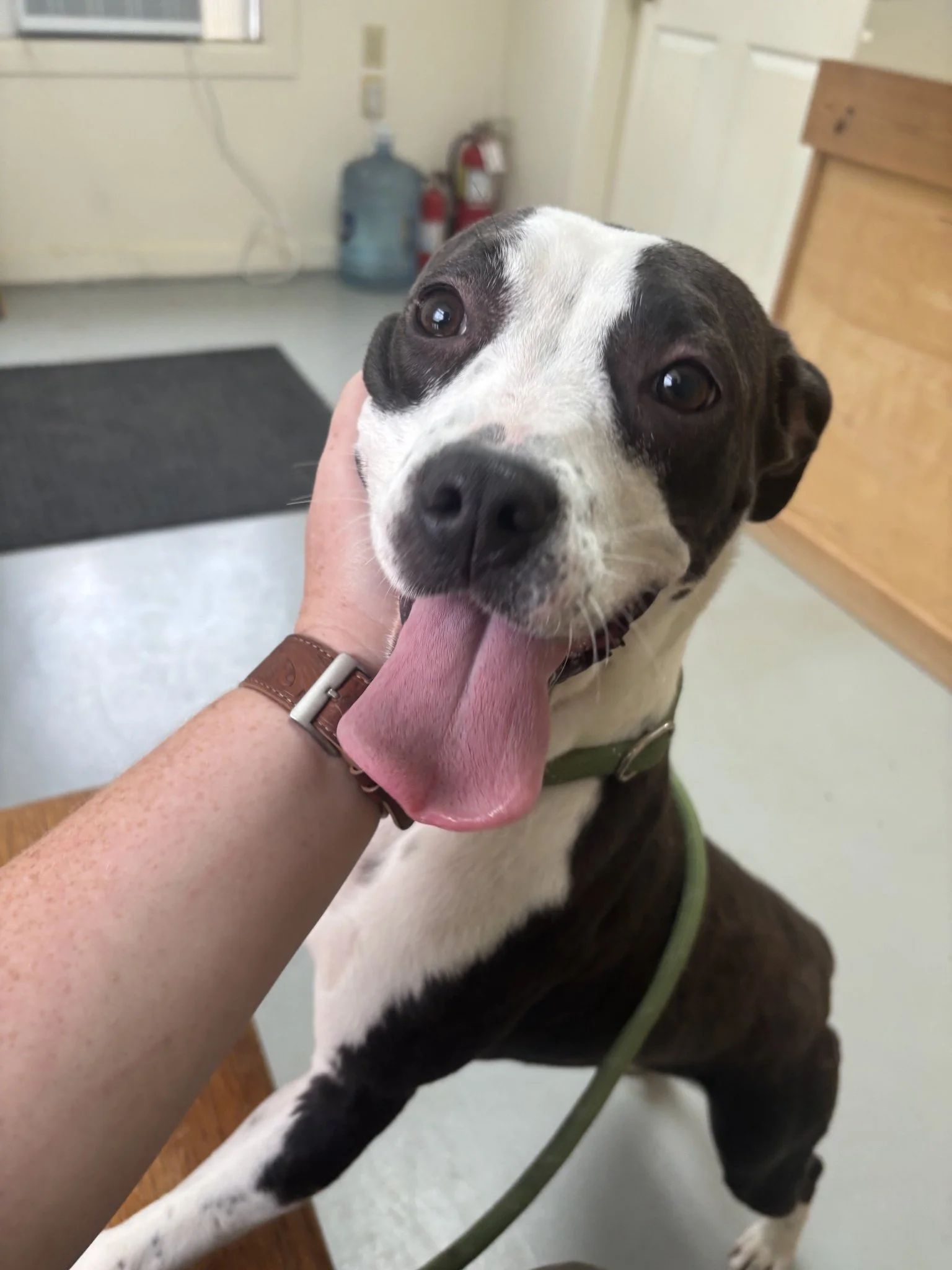 Chickadee was picked up as a stray with her sister, Sparrow.  She is about 30 pounds, and super sweet!