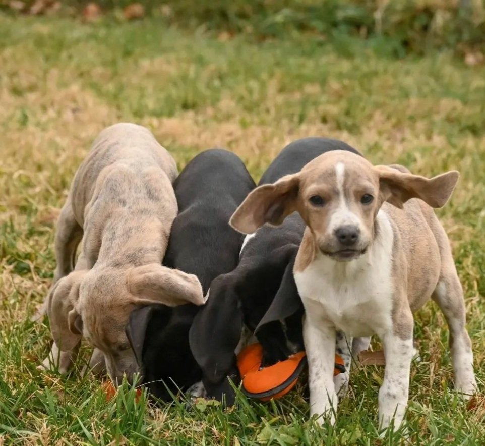 Weimaraner mix puppies
