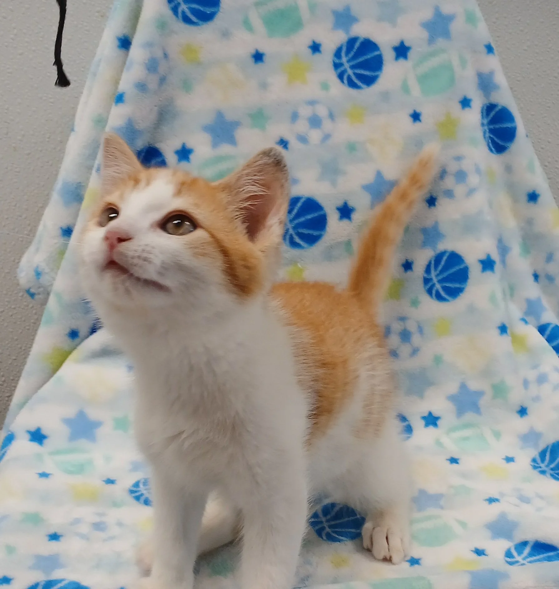This is Popcorn! She was adopted quickly!