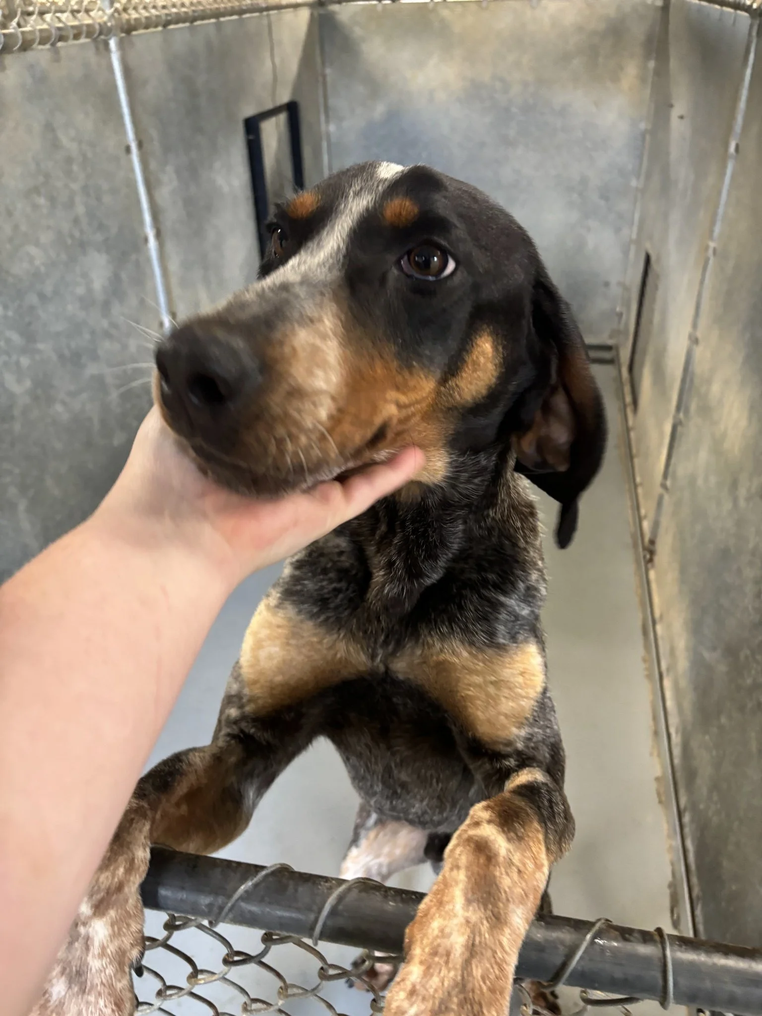 Davey Crockett  - a sweet and energetic Pointer mix found roaming the Blue Ridge Parkway. 