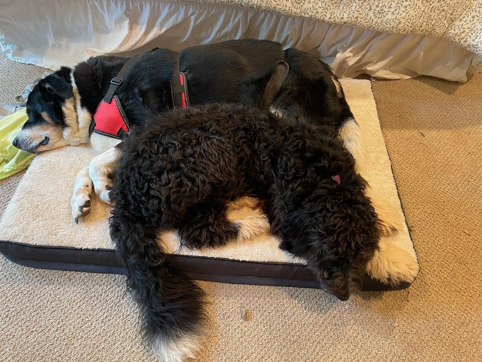 Tilly sharing a bed with Bentley!