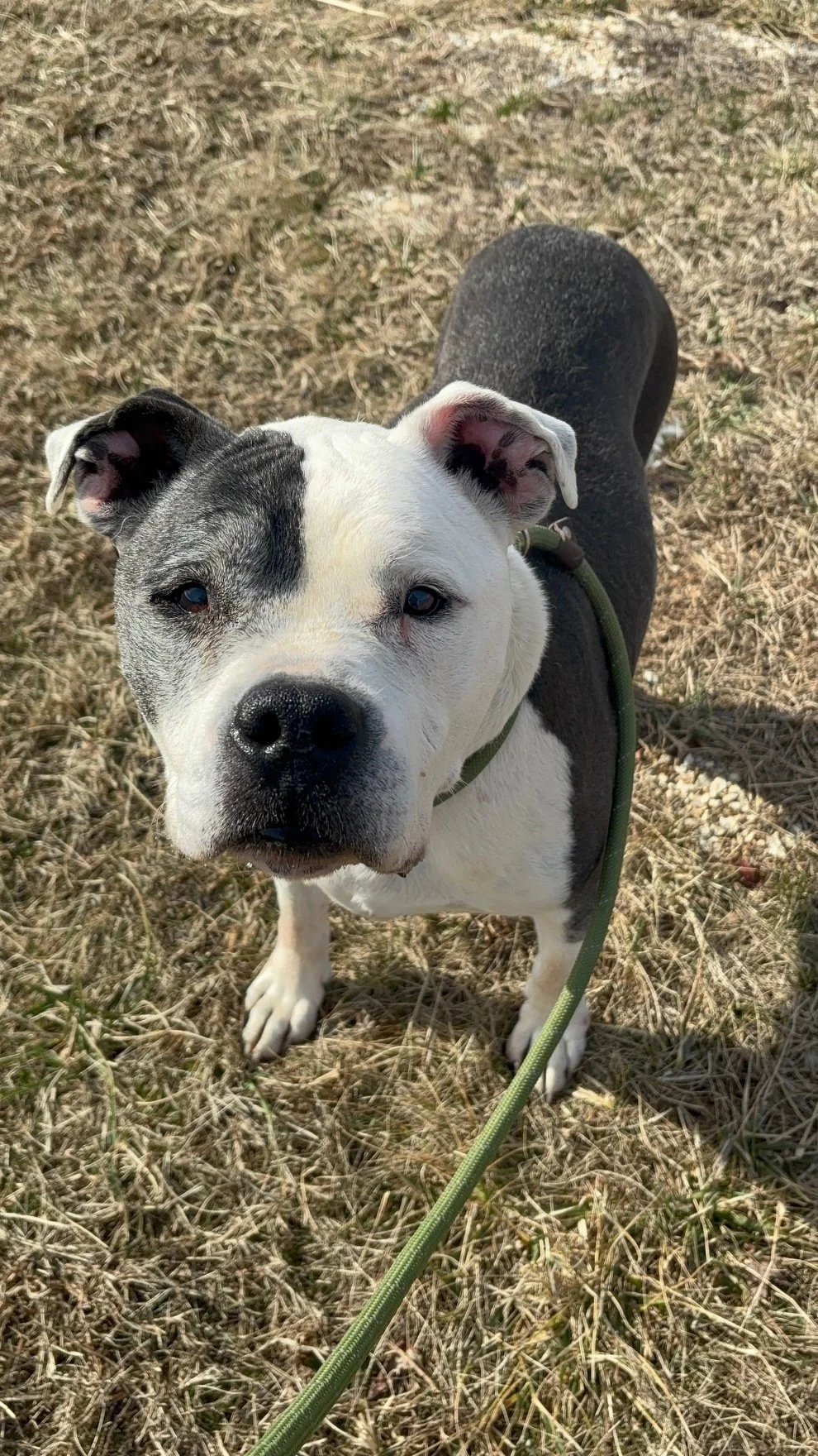 Queso - a handsome bully mix, about 9 years old.  Animal Control received a call about a dog in distress lying in a ditch.  When they arrived, it was Queso taking a nap :)  He had a collar on and it seemed that he had broken a chain. 