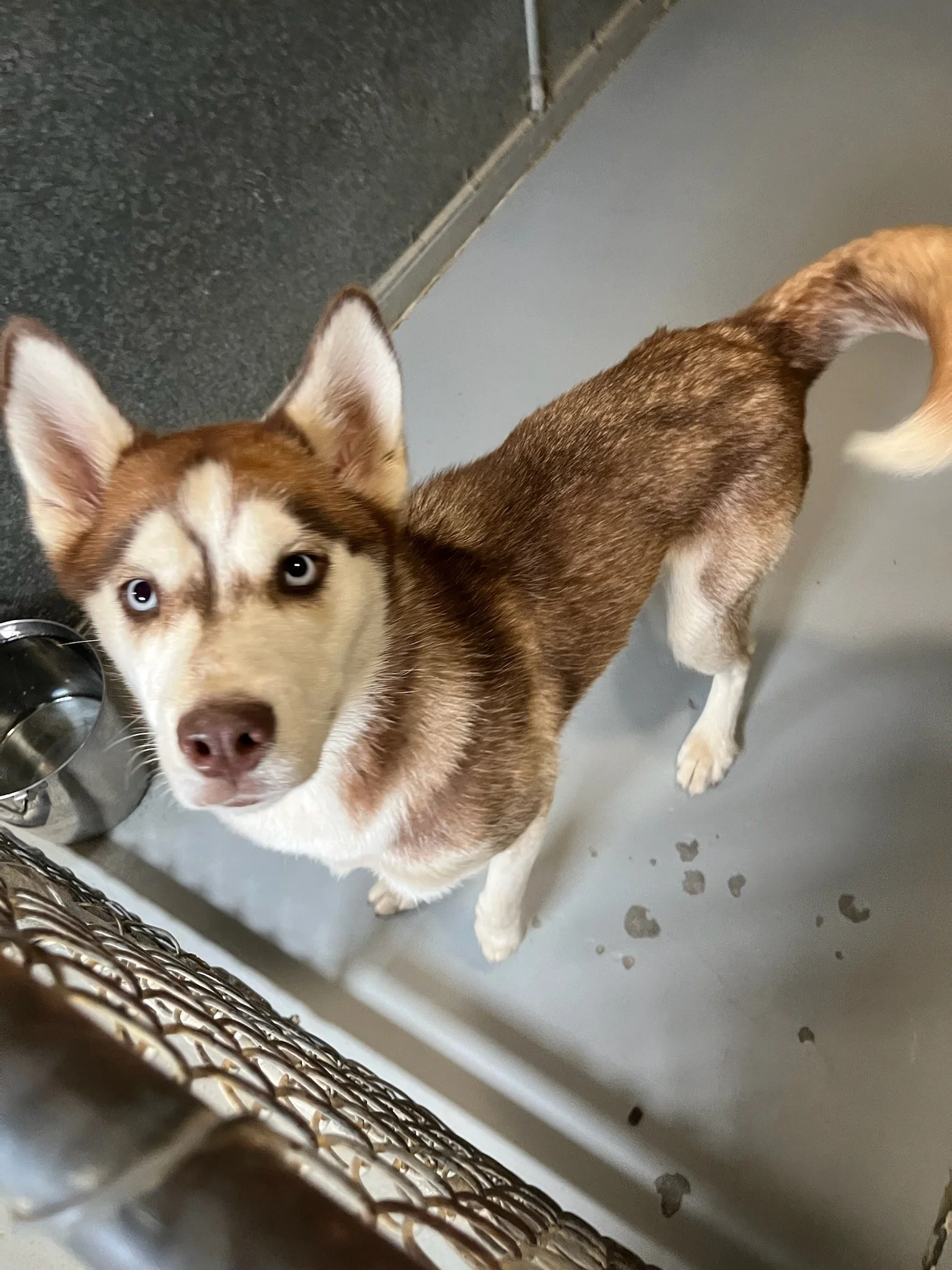 Lilac - a beautiful red and white husky about a year old.