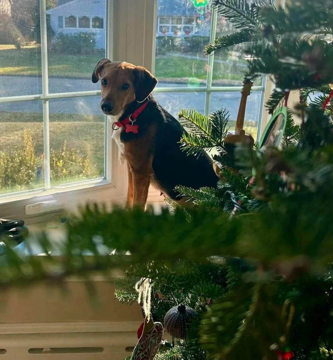 Pixie - February 2024 - looks like a gift under the tree!