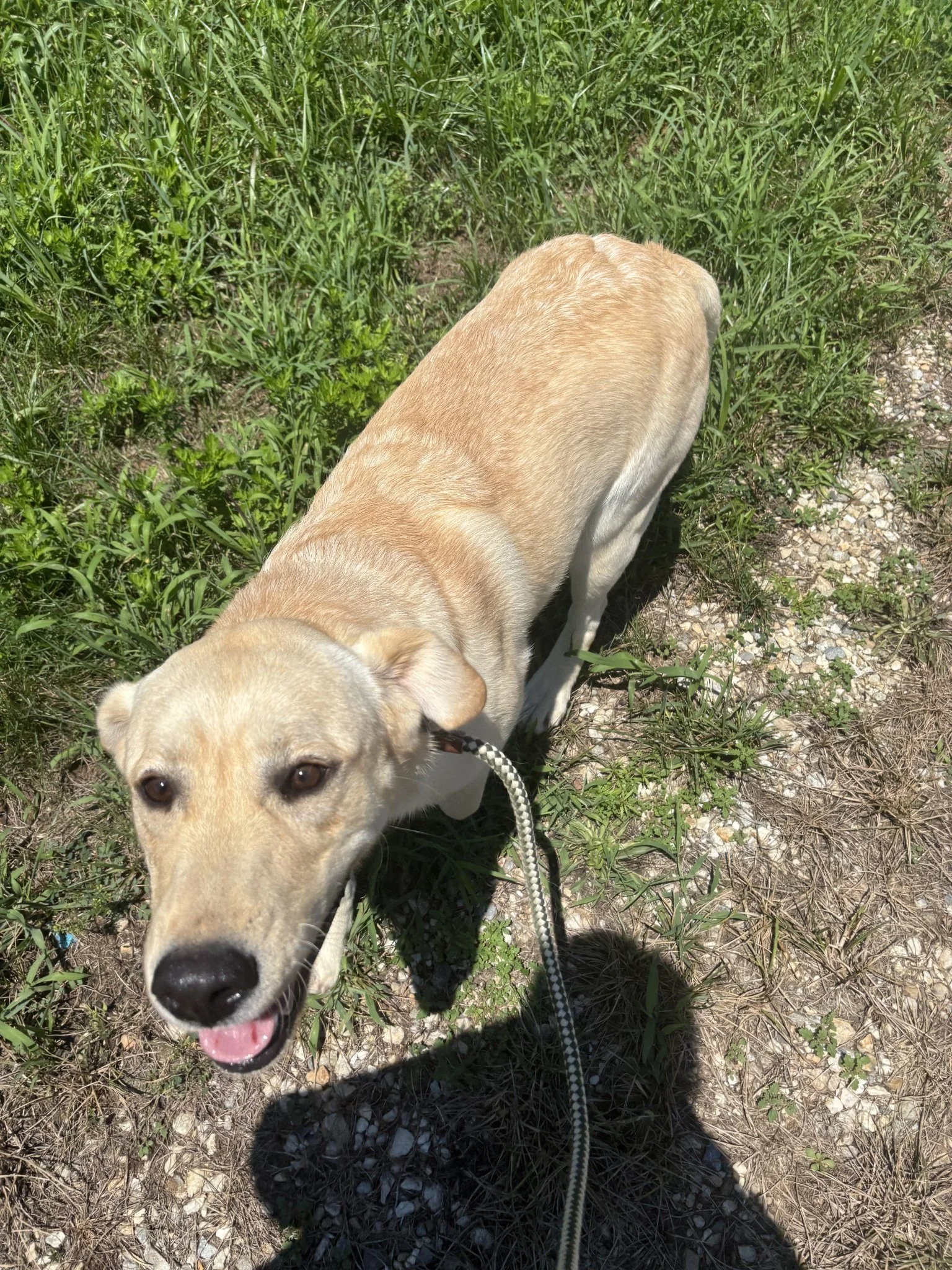 Milo - a sweet young yellow lab with a LOT of puppy energy.  He is about 12 months old.  
