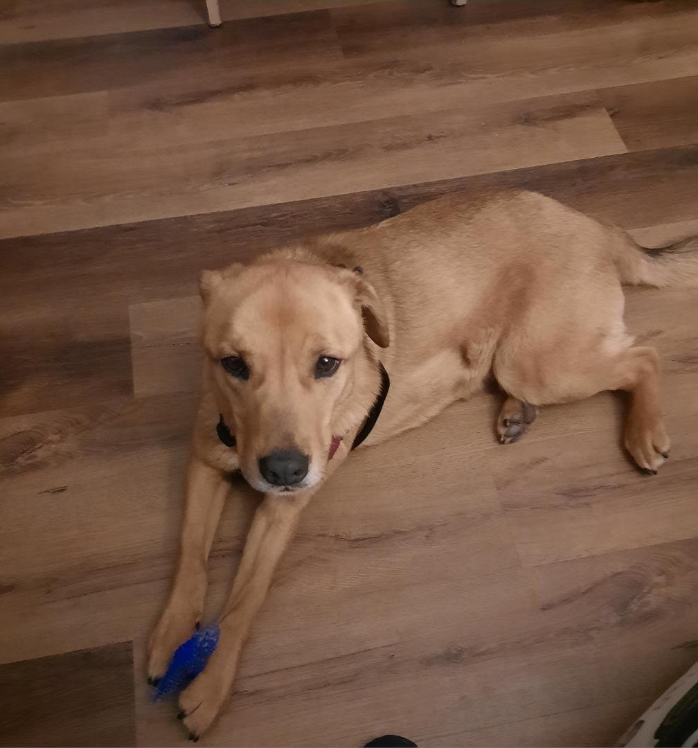 Mako on vacation at Nag's Head, with his favorite bone!