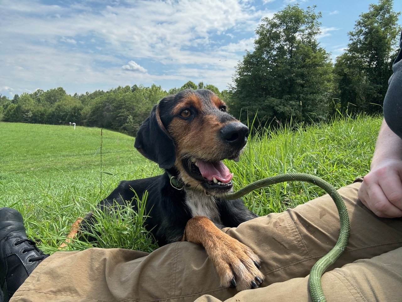 Sherlock - handsome and affectionate!