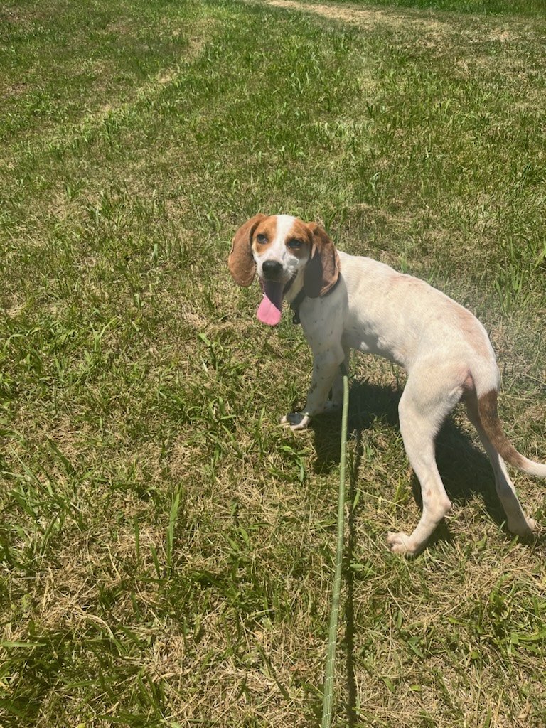 Kirby happy to be outside.