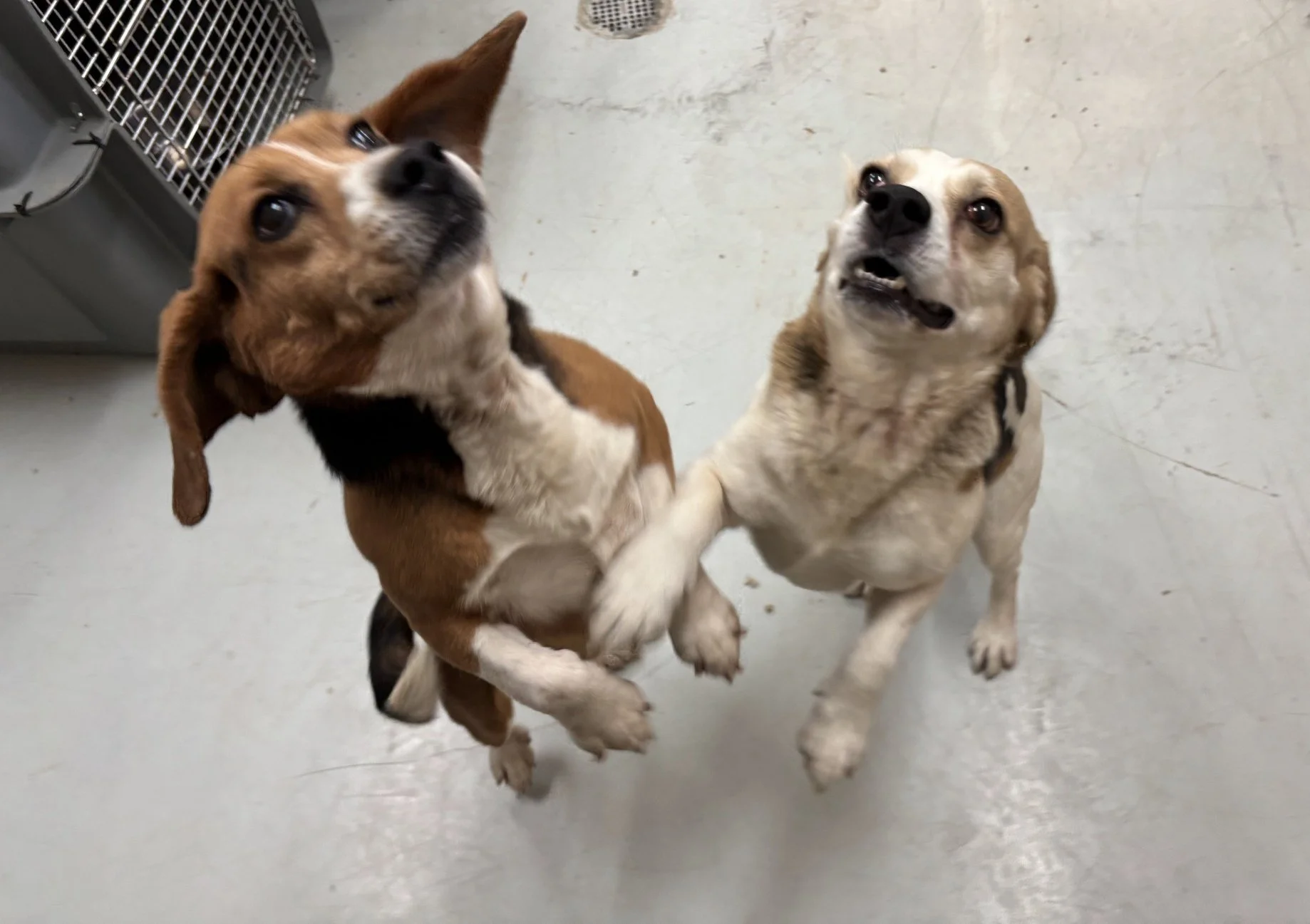 Chip and Pretzel having the best time together!