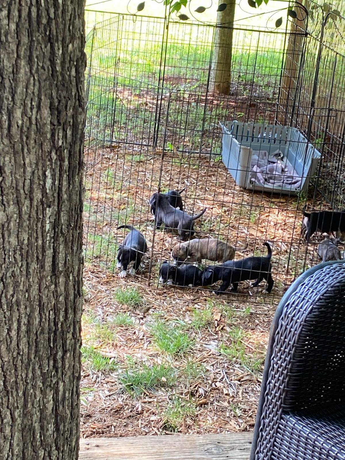 8 Pitbull mix puppies