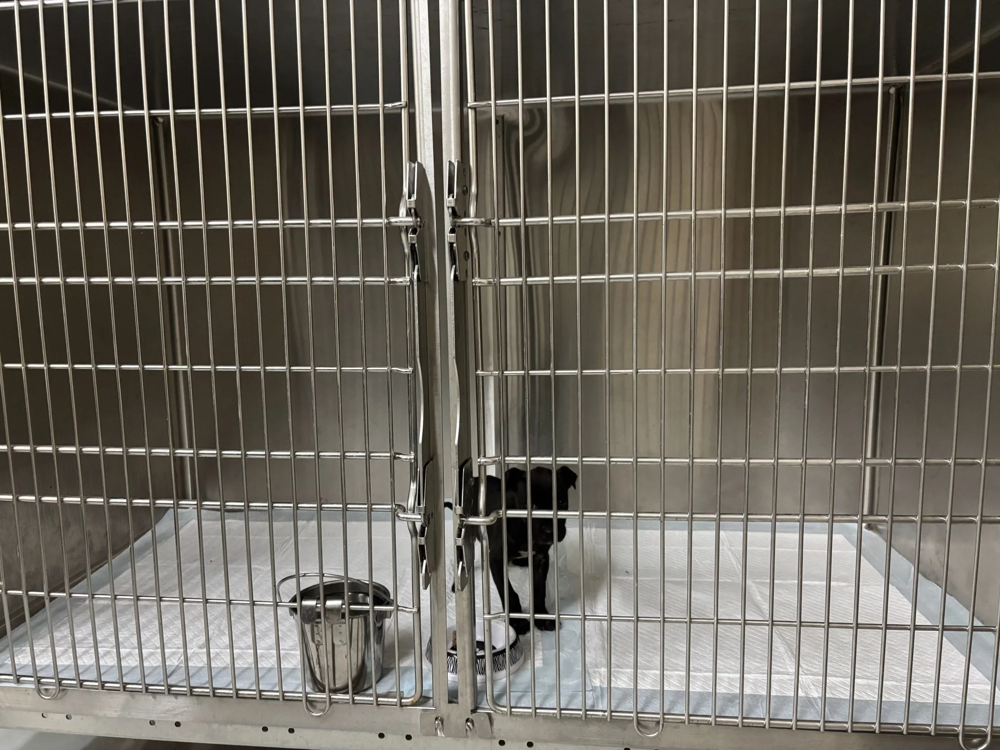 Rosie - a tiny 5 week old puppy found in a field during the recent heat wave. In this photo, you can see how tiny  she was.  