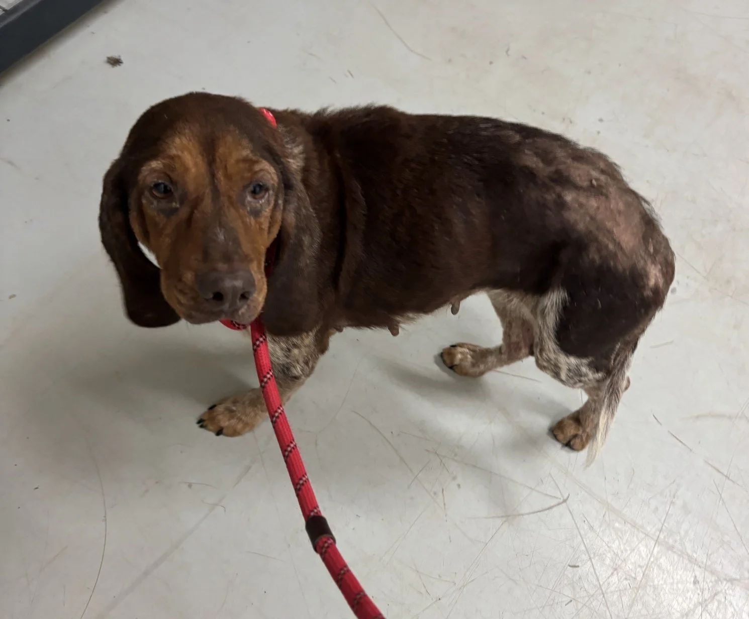 Jolene - a stray little liver and white beagle, about 6 years old. Jolene was quite pitiful.  She was infested with fleas.  Someone had poured motor oil on her to try to kill the fleas.  This resulted in hair loss on her back and tail, and a skin inf