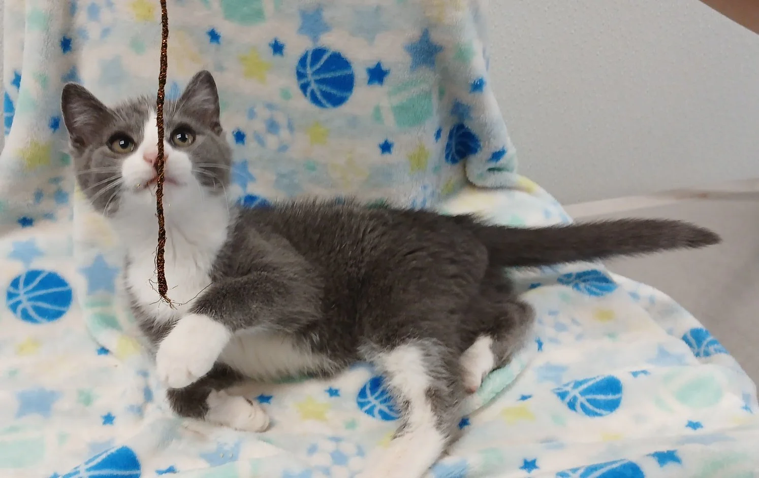 This is Triscuit!  All three kittens received lots of love and affection at Lovingston Vet, while being fostered there 😻