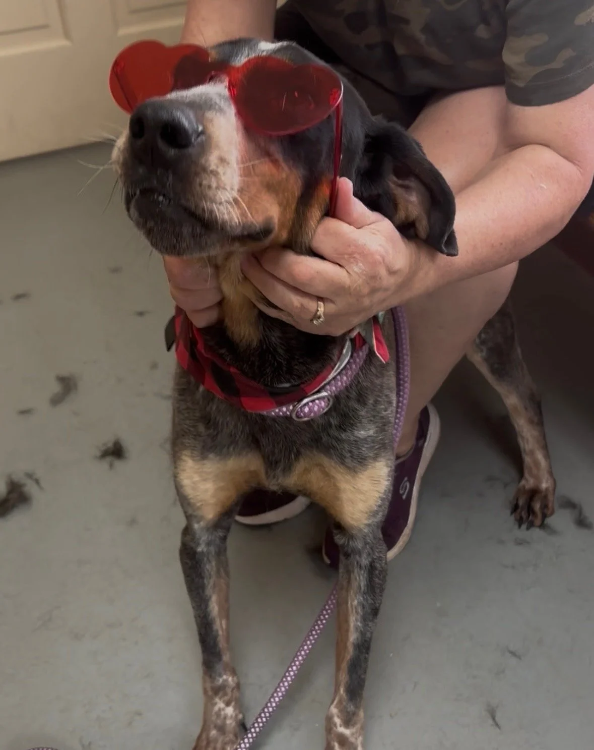 At Animal Control, he loved getting attention, and getting his photo taken! He is a very fun dog!