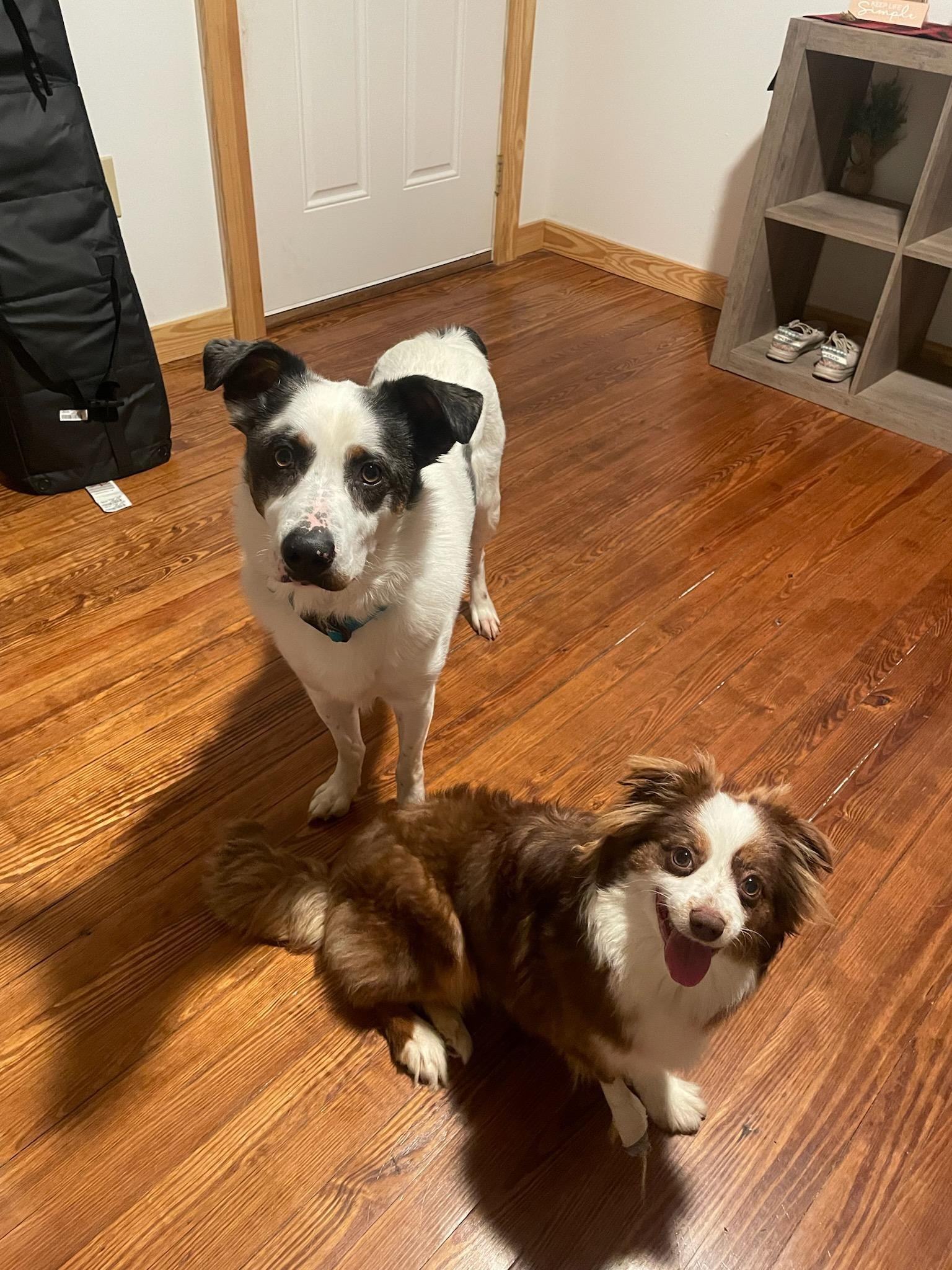 Georgie loves being with other dogs.
He won the heart of one of the employees at Lovingston Vet. Her dog loves him too!