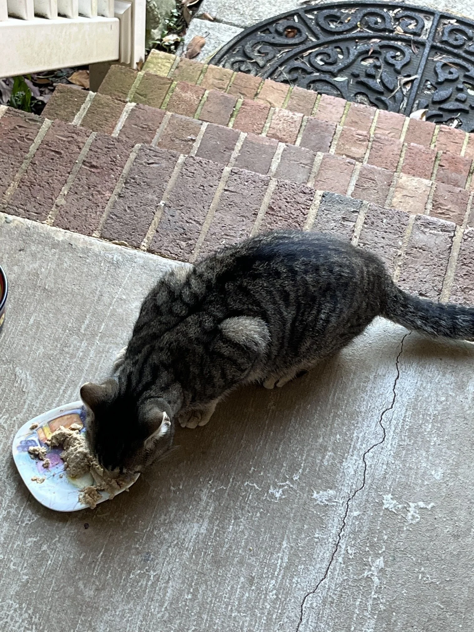 Rex - a skittish stray cat, about 2 years old, that knew exactly where to show up :)  He wandered onto the porch of where Chani, Tempest, and Valentino live.  As you can see in these photos,  it started with a bowl of food. Soon it led to a pat on th