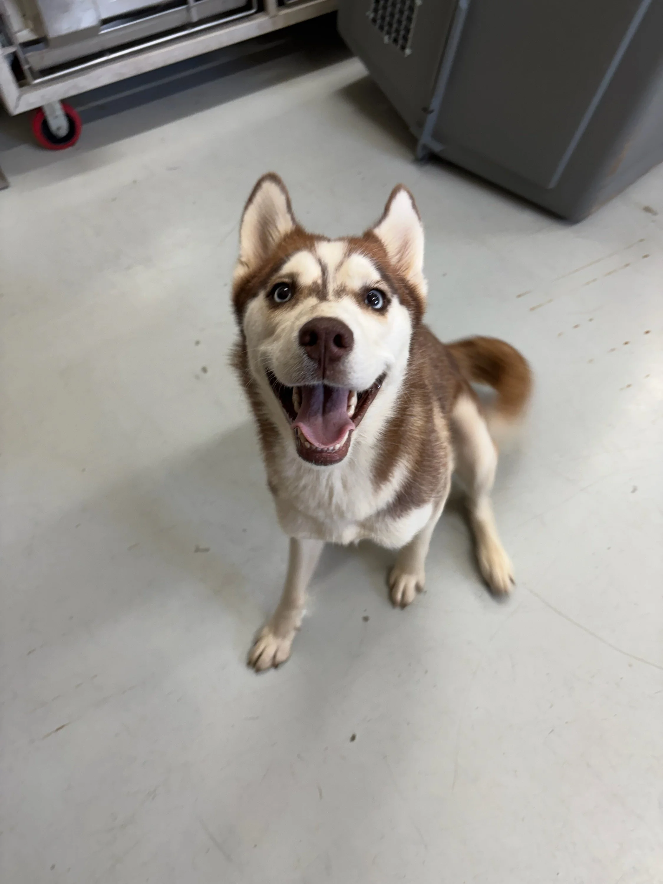 Lilac smiling!