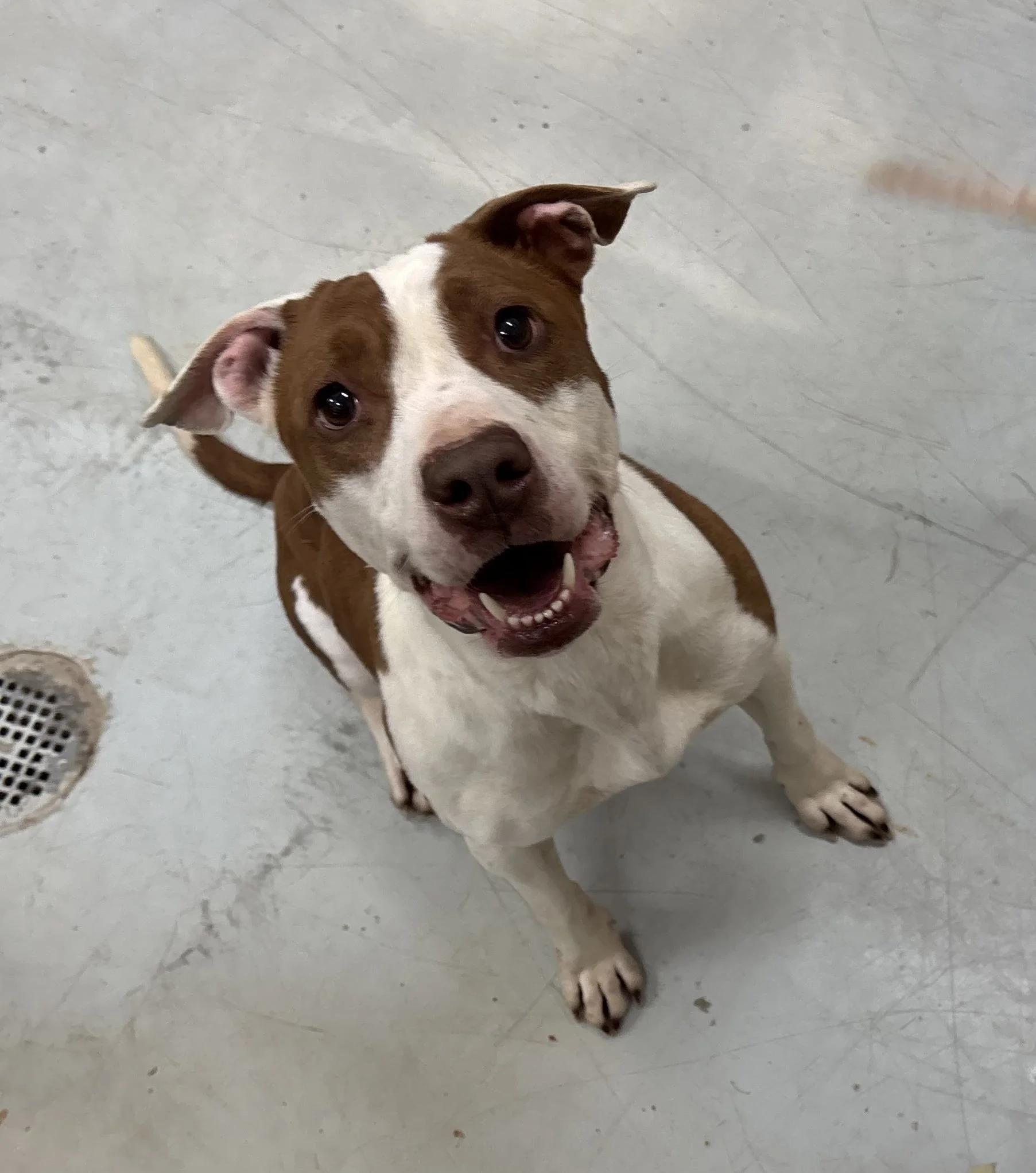 Ruby - a sweet Pitbull mix, about 3 years old, that was picked up as a stray with another dog that we named Buffy.