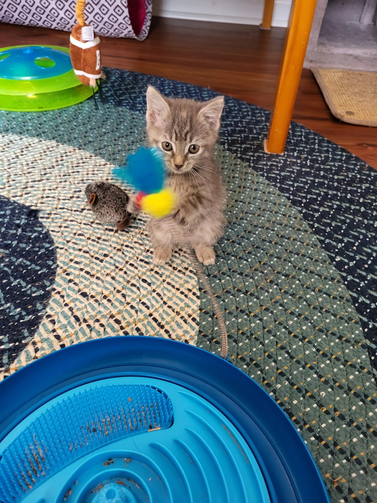 Sorrel happy with her toys!