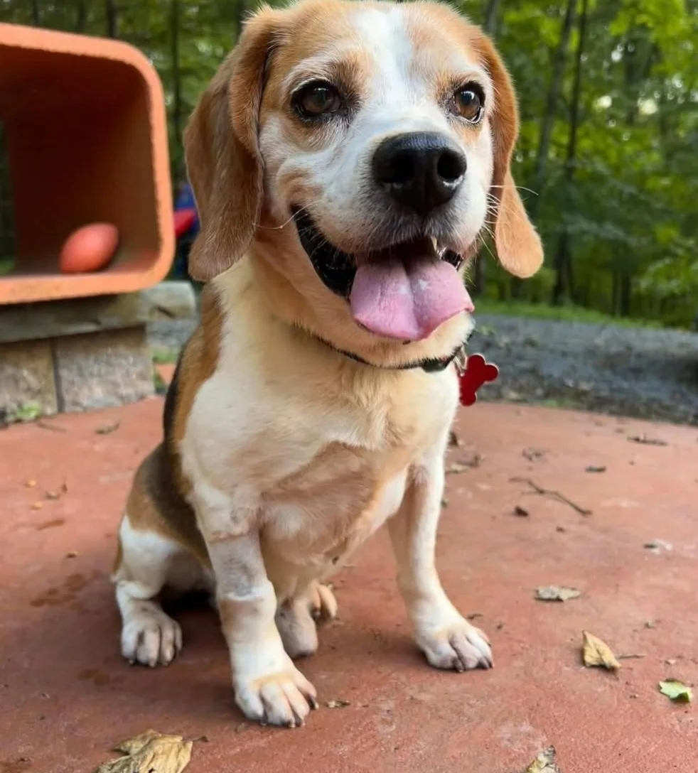 Willie - July 2025 - living his best life in his later years!
