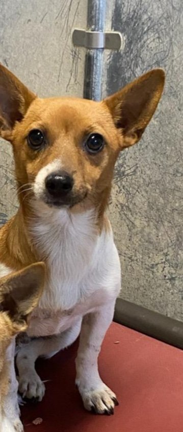 Chip: 7 month old Chihuahua mix puppy surrendered with Chiquita, his mom.