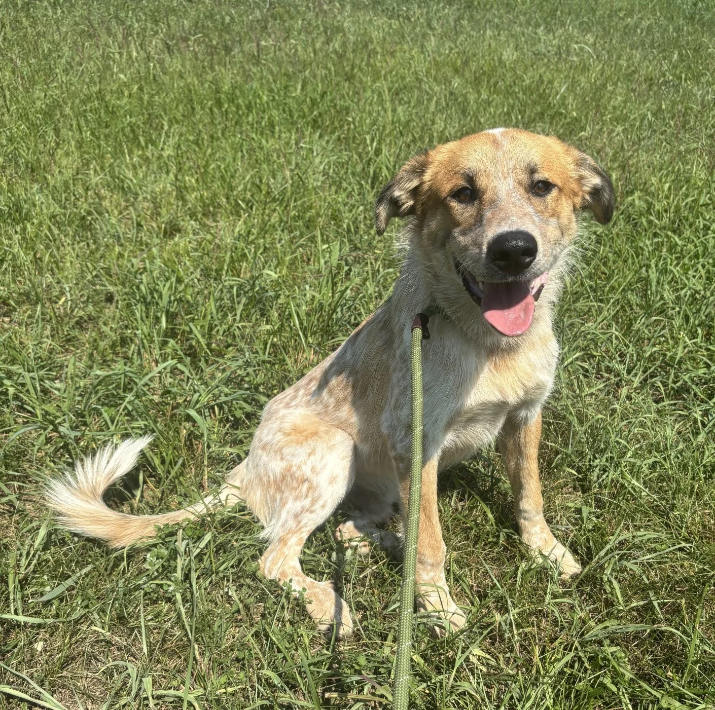 Joshua - a young stray Pyrenees/heeler mix about a year old.  A big fluffy goofball that loves everybody. 
