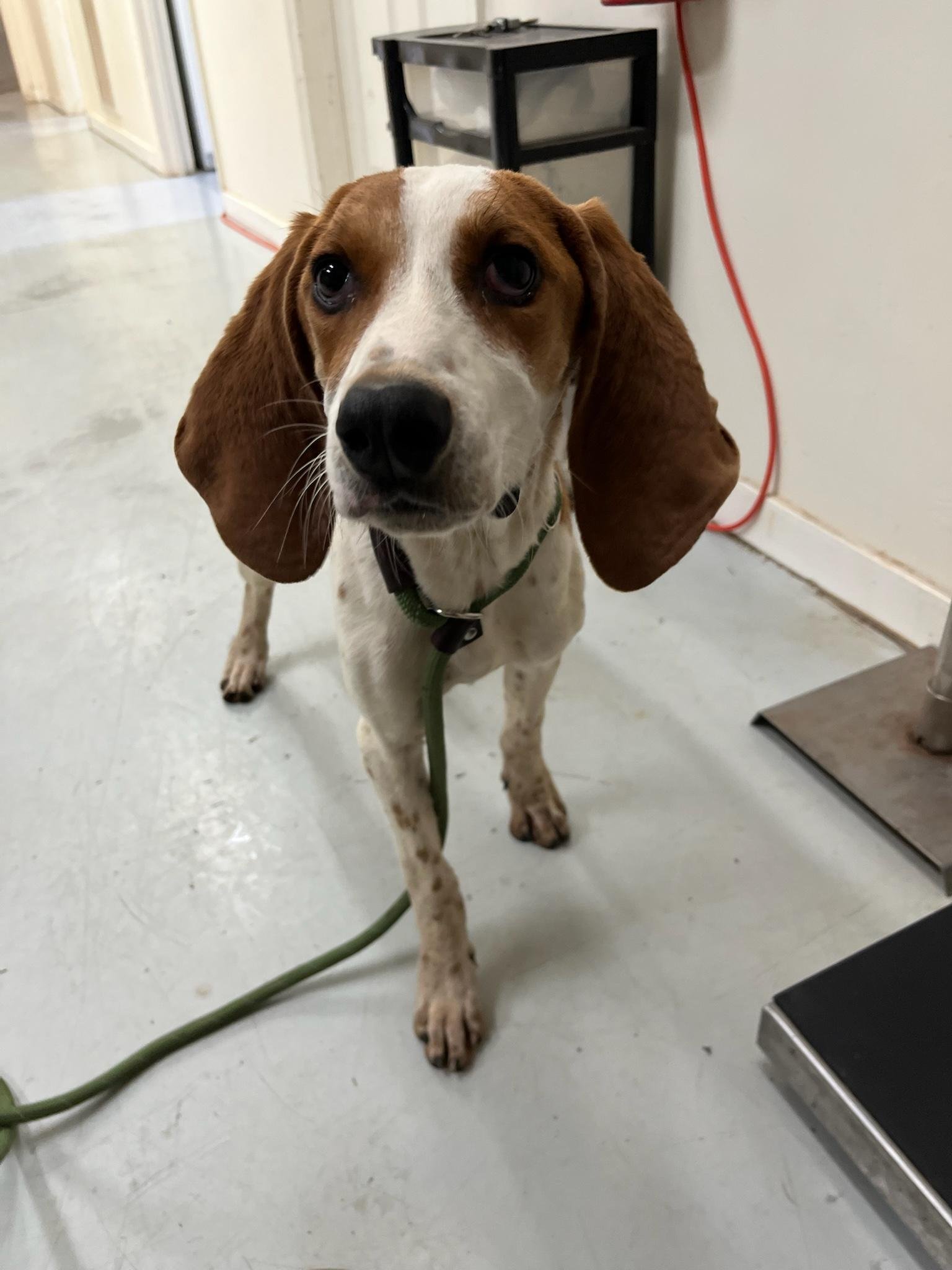 Kirby: A cute Beagle/Hound mix about 10 months old. He has the cutest ears! This dog is 100% happy all of the time!