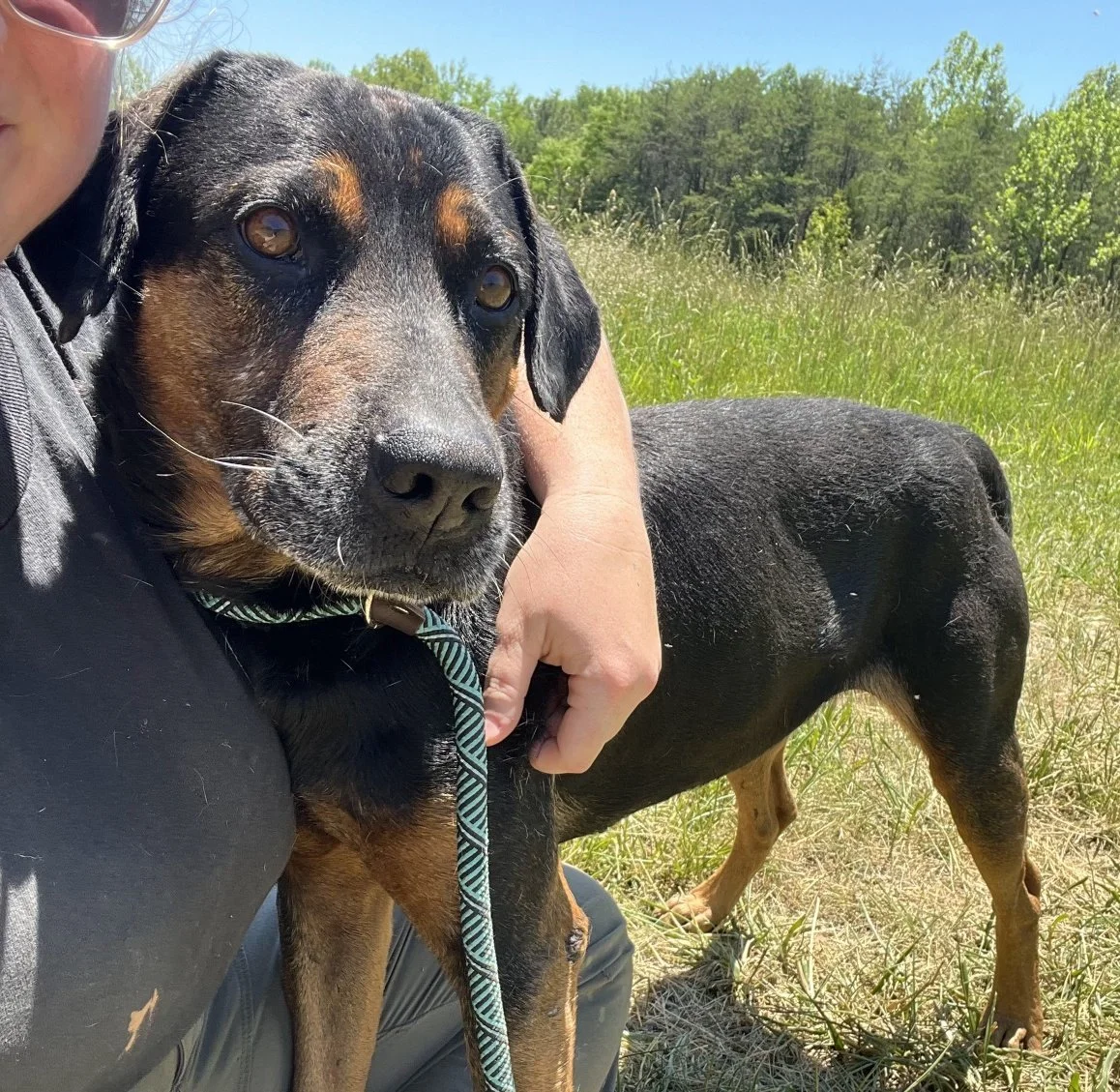 Redford has no idea how big he is, and tries to get into your lap!