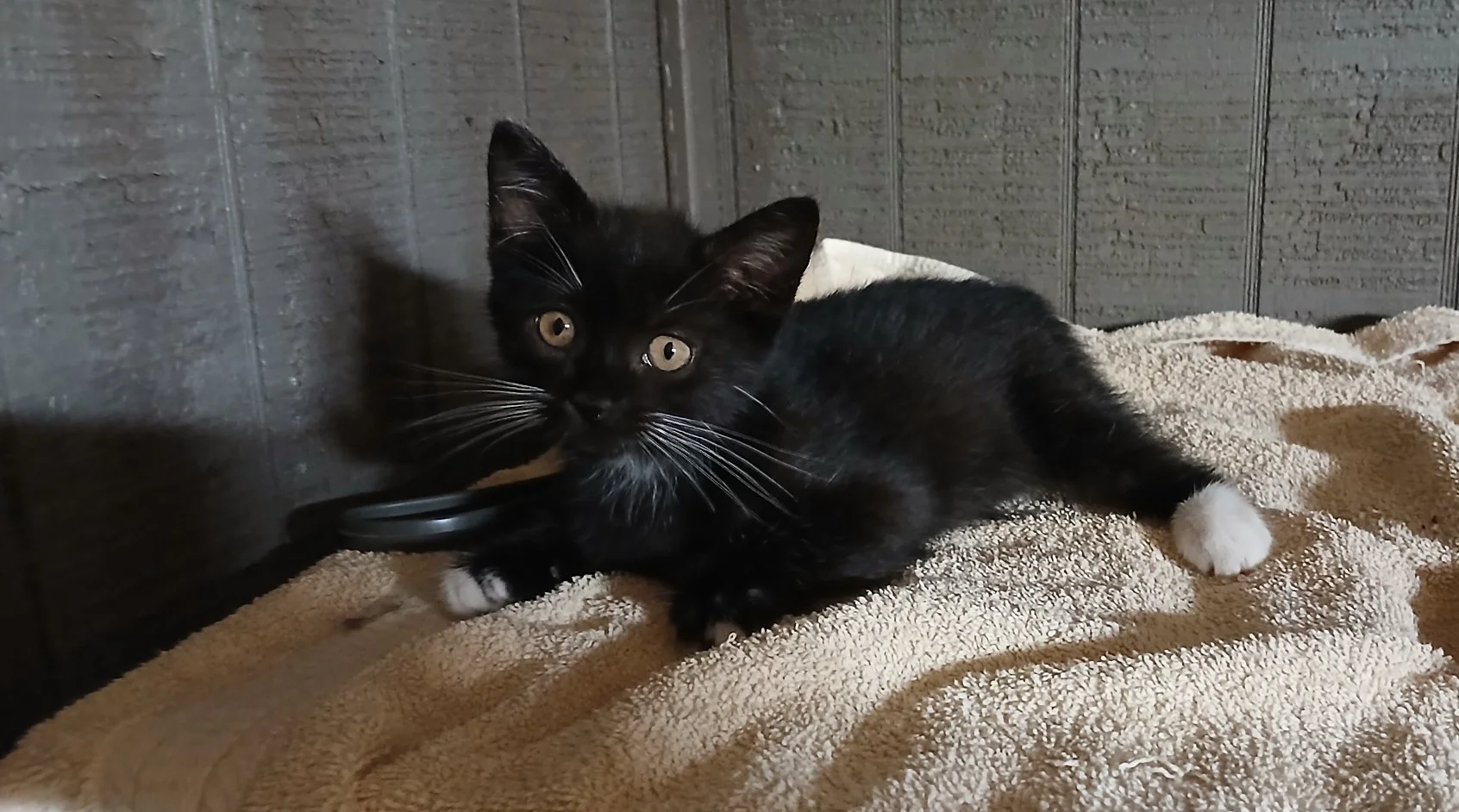 Nancy has white whiskers, white feet, and a tiny white stripe on her belly.