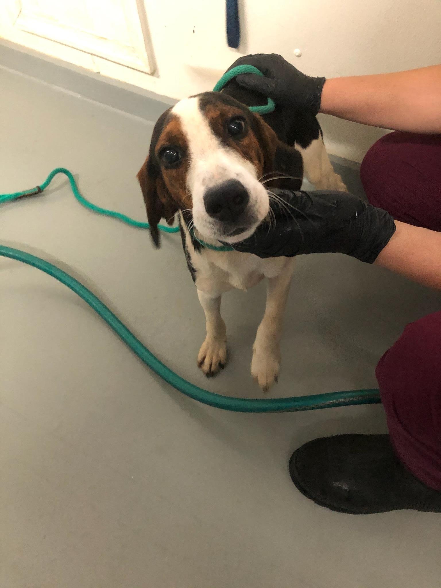 Forrest: Beagle