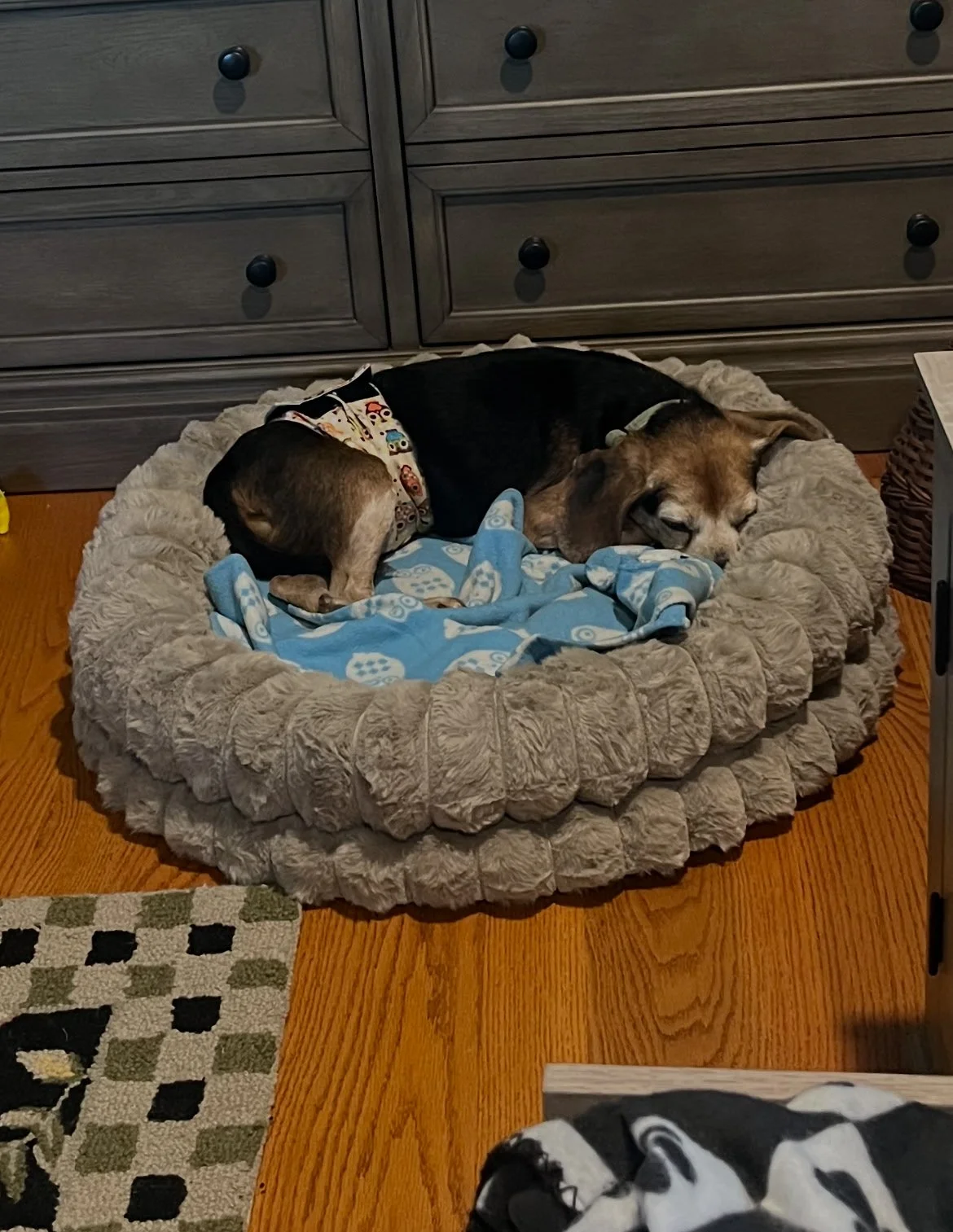 Pete crashed out on his comfy bed!