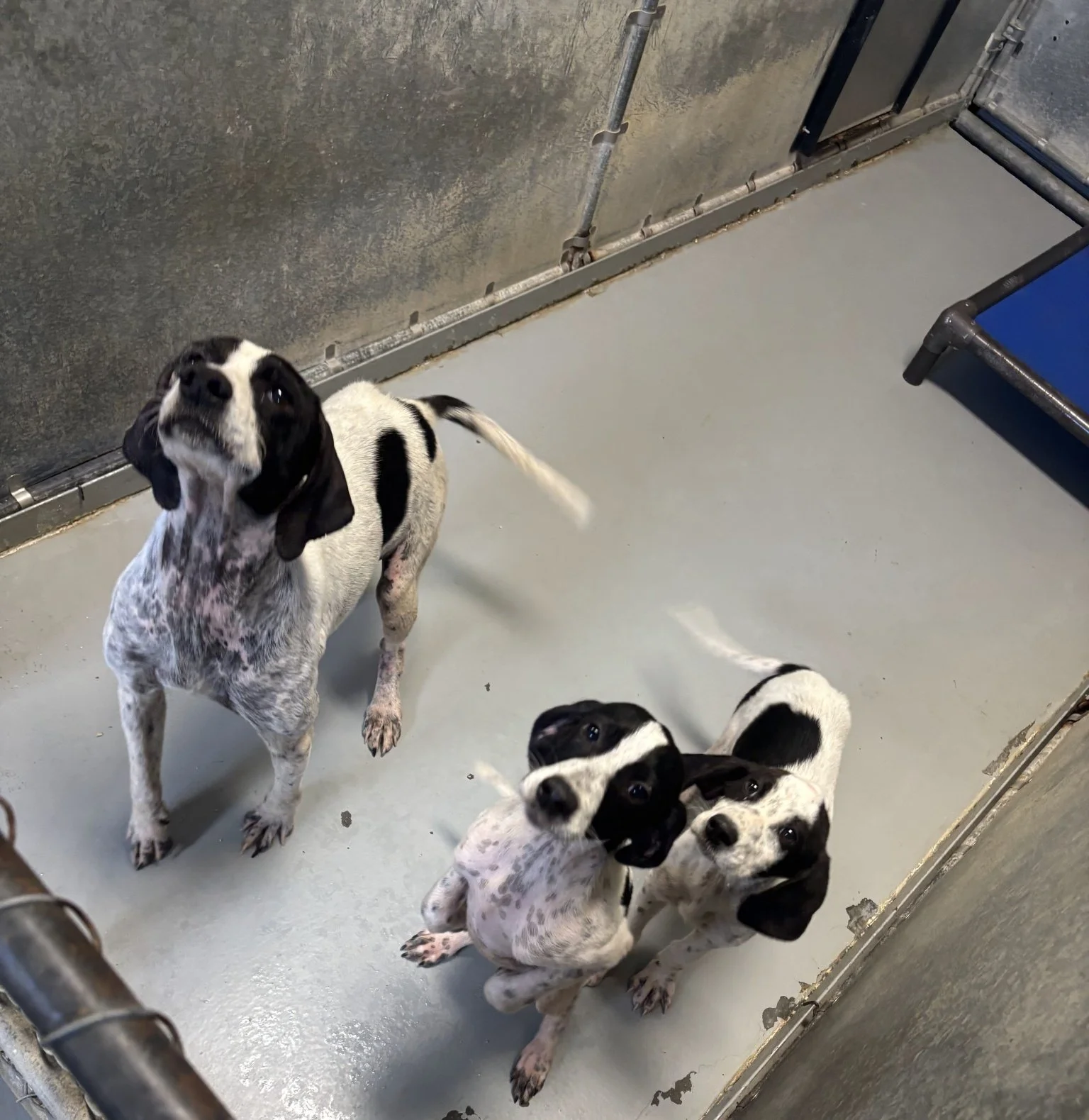 Molly and her pups were skinny and INFESTED with fleas, causing hair loss and a skin infection. After a week of quality food, flea/tick meds, and a medicated bath - they looked like new dogs.
