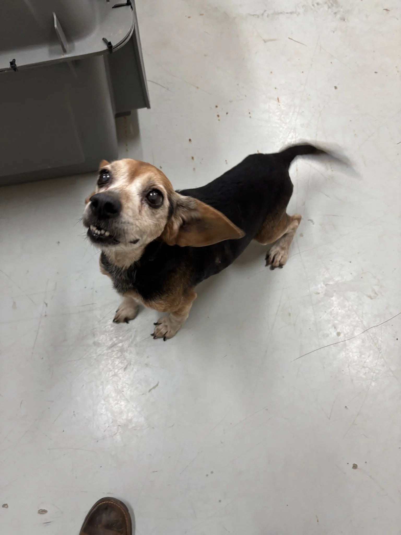 Pete smiling and wagging, looking very happy!